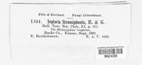 Septoria stenosiphonis image
